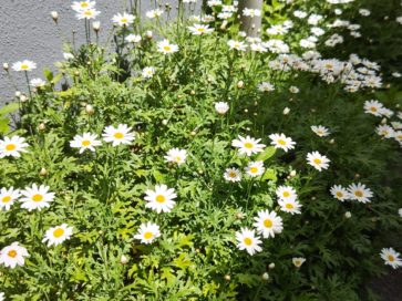 マスクを外す生活もいろいろ